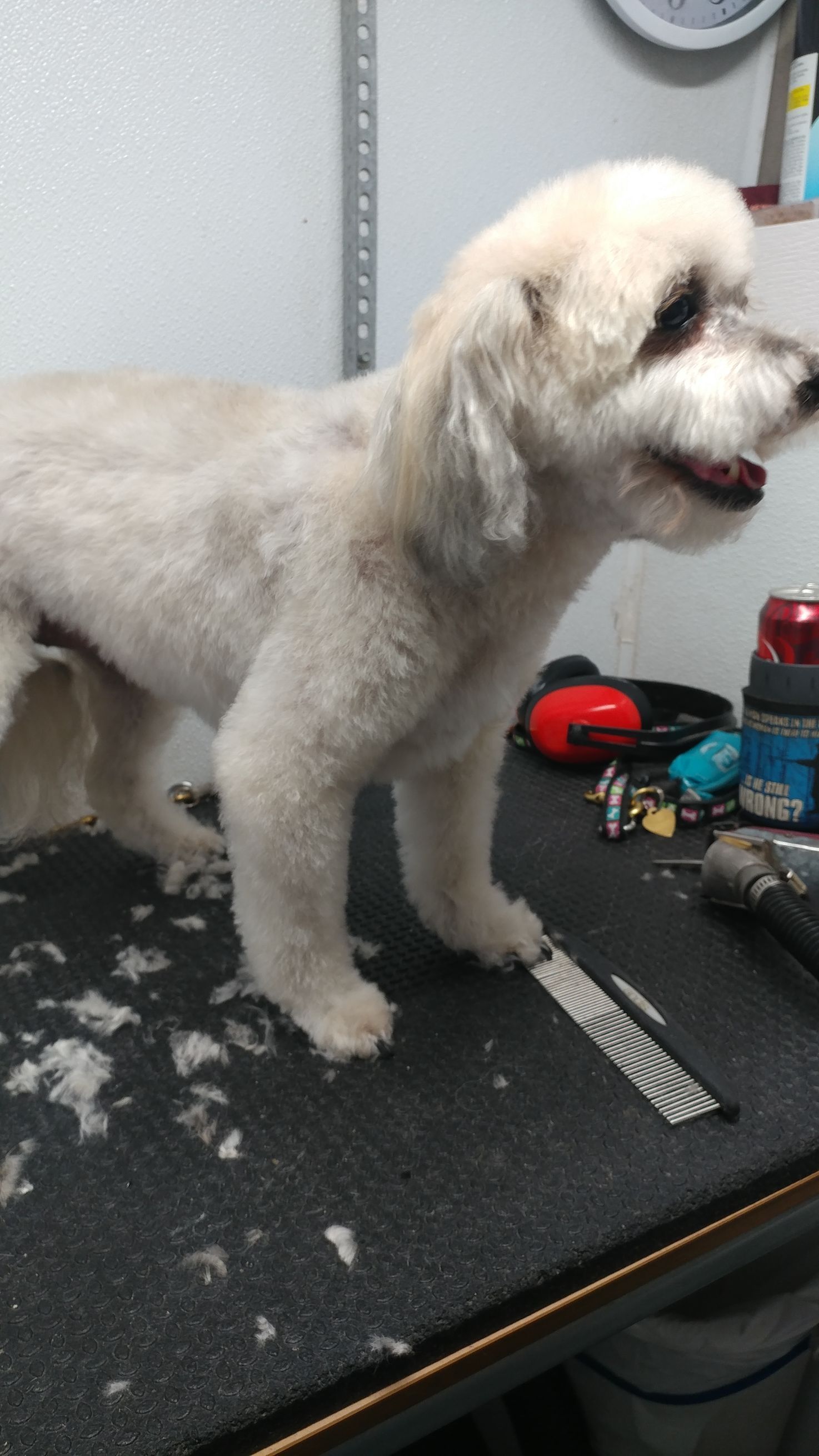 White dog on a grooming table, partially shaved. Black table with tools.