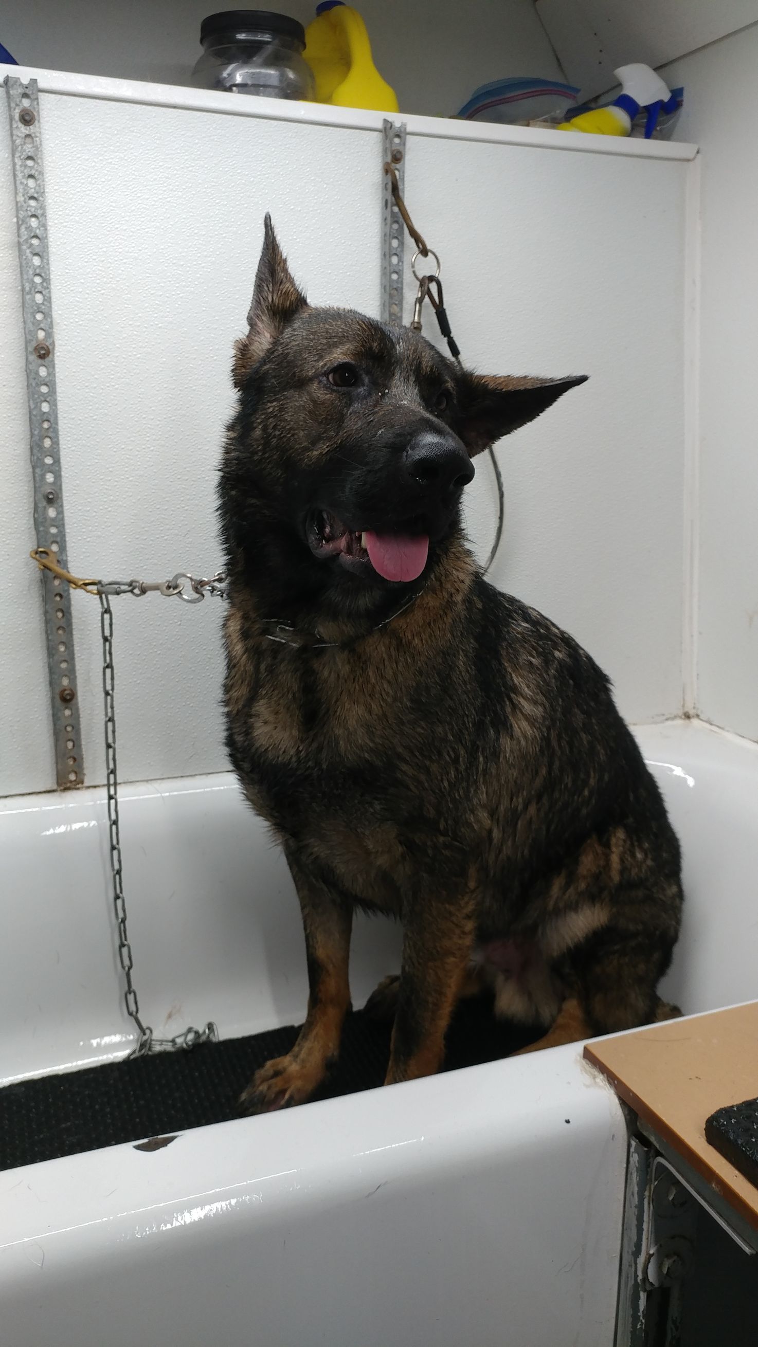 Wet German Shepherd dog sitting in a white bathtub, ears perked, tongue out.