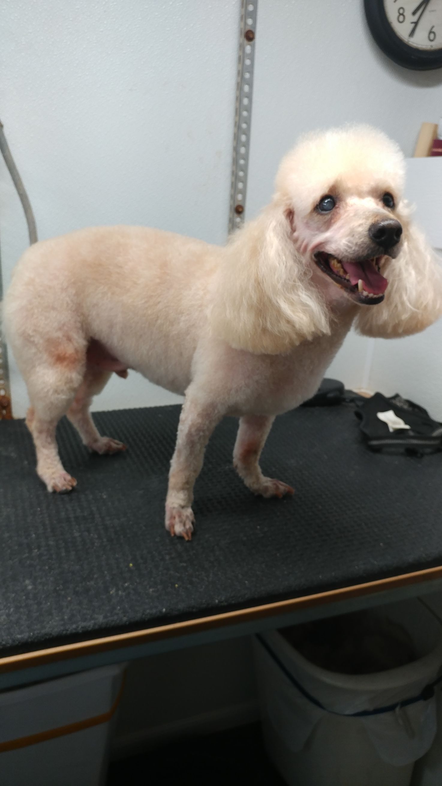 White poodle with a clean haircut, standing on a grooming table, smiling.