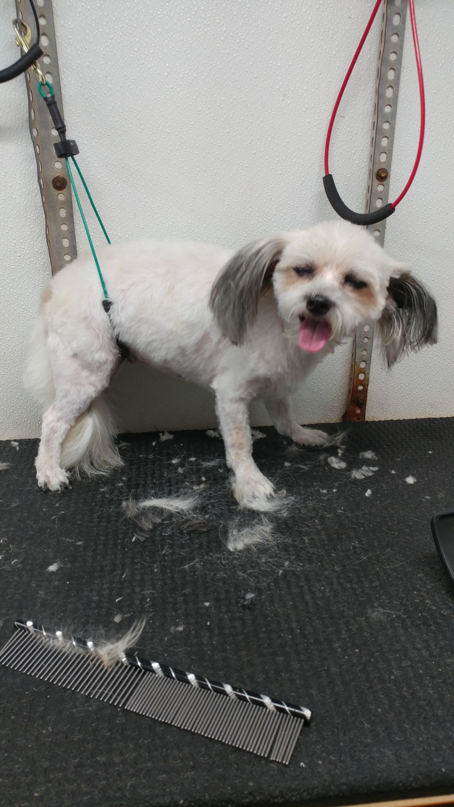 White dog with black ears and open mouth, on a grooming table, held by a leash.