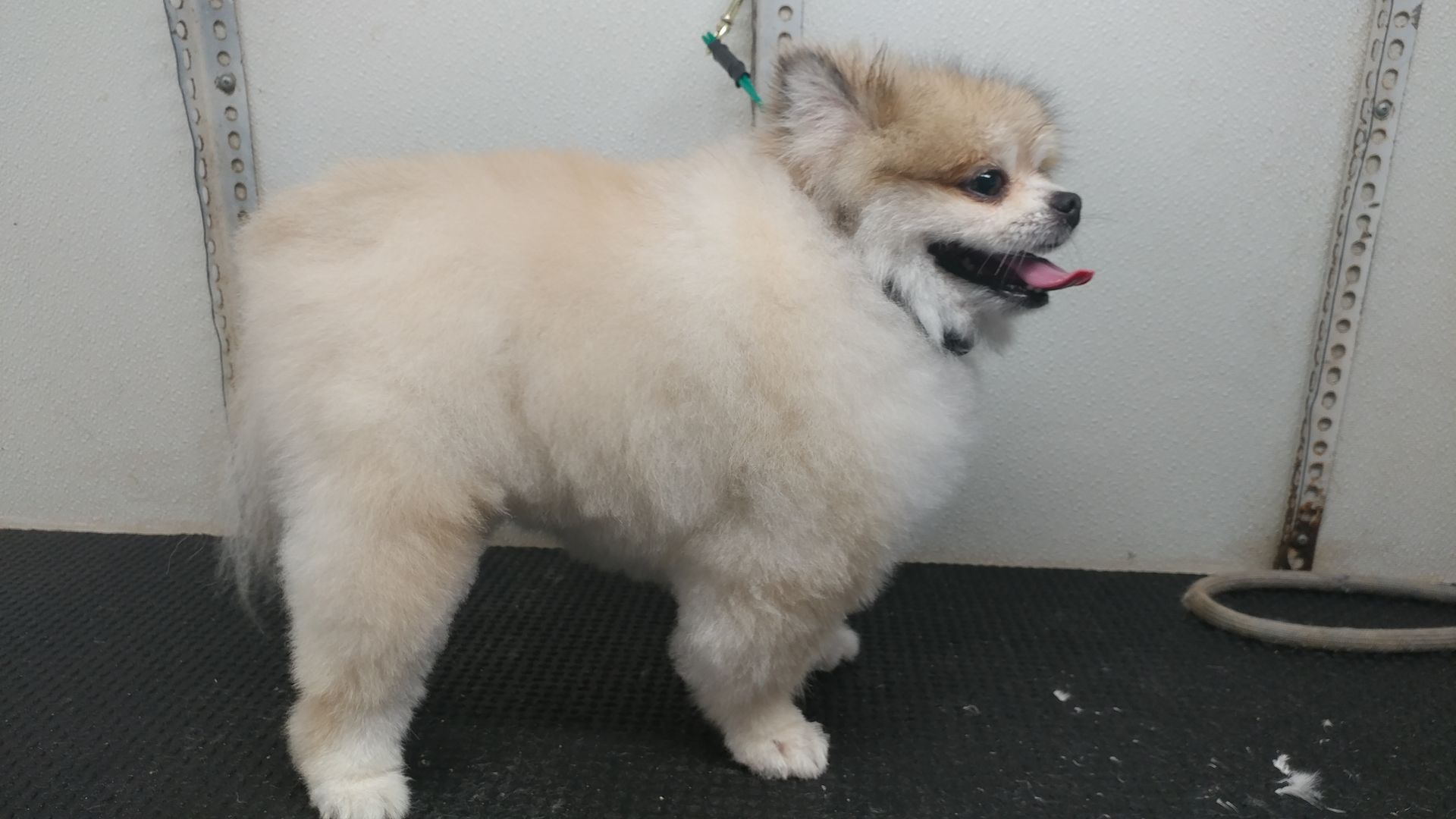 Pomeranian dog with a freshly groomed coat, standing on a grooming table. It has light-colored fur and is panting.