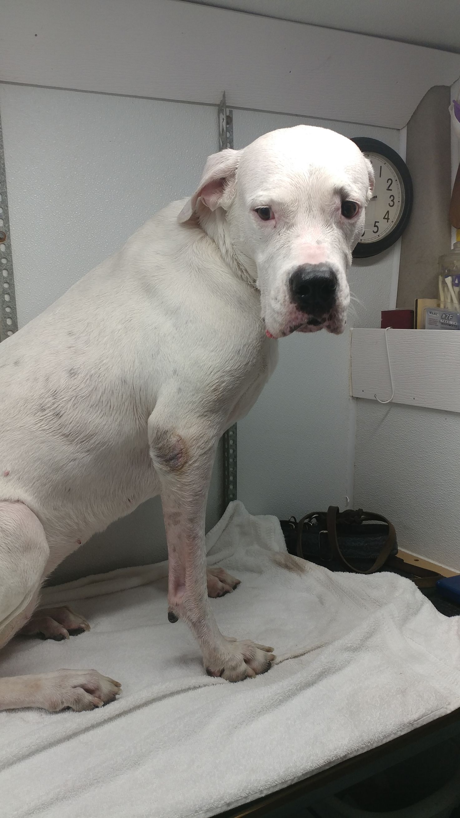 White dog with mottled skin sits on a towel, looking at the viewer.