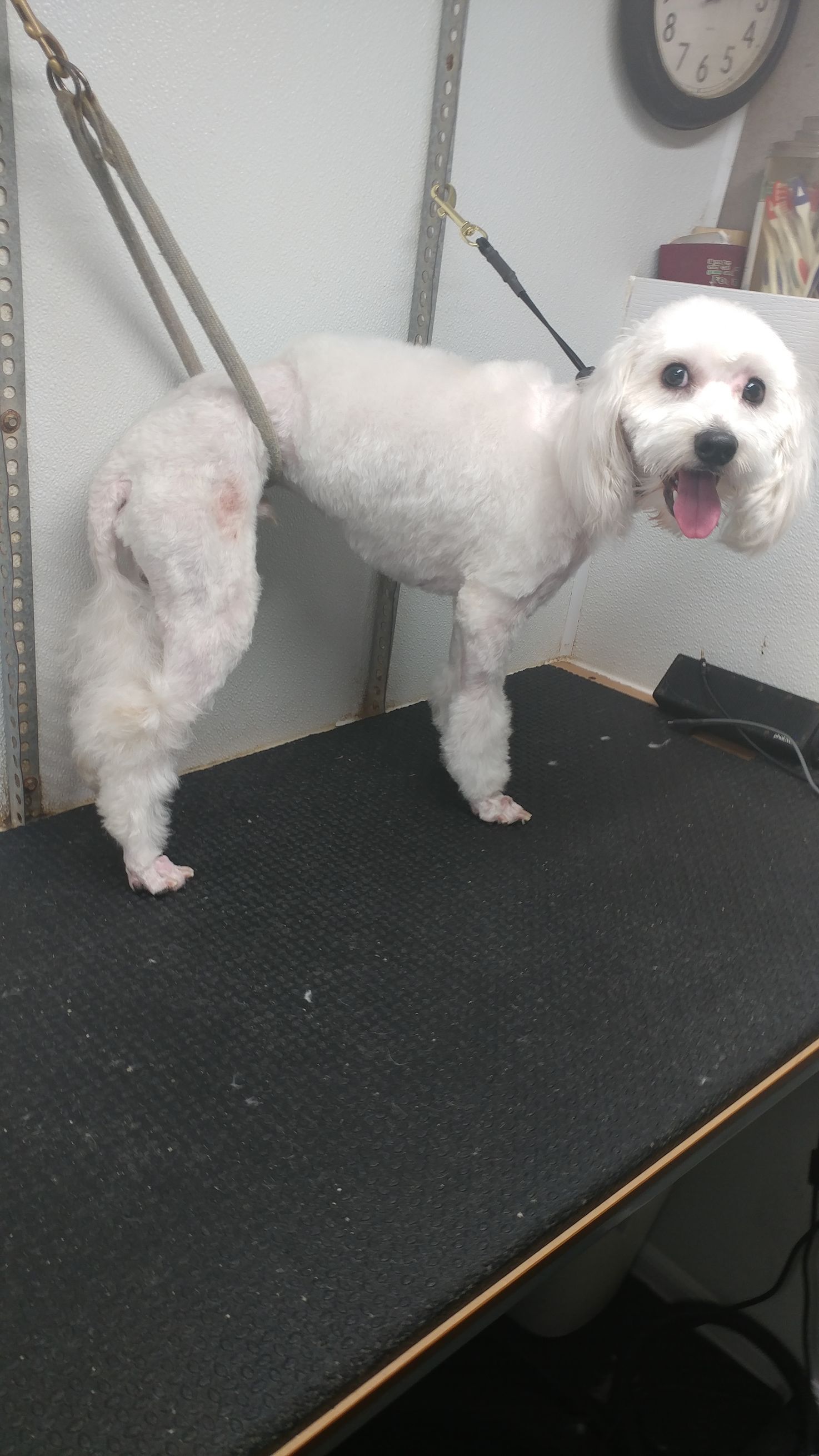 White dog, likely Bichon Frise, groomed on a black table with grooming straps. Dog is smiling.