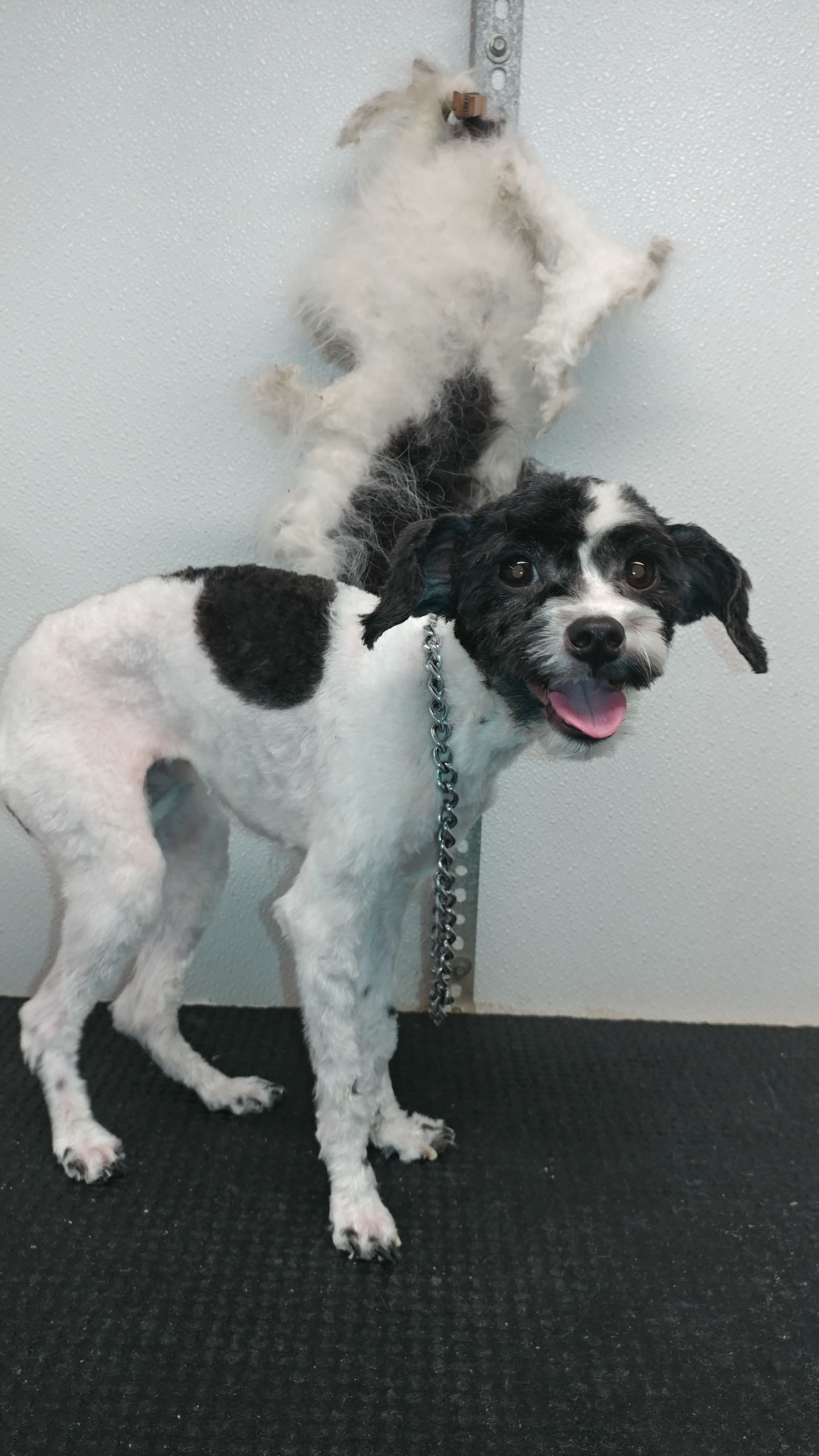Dog with black and white fur, freshly groomed, standing with tongue out, against a white wall with fur shed.