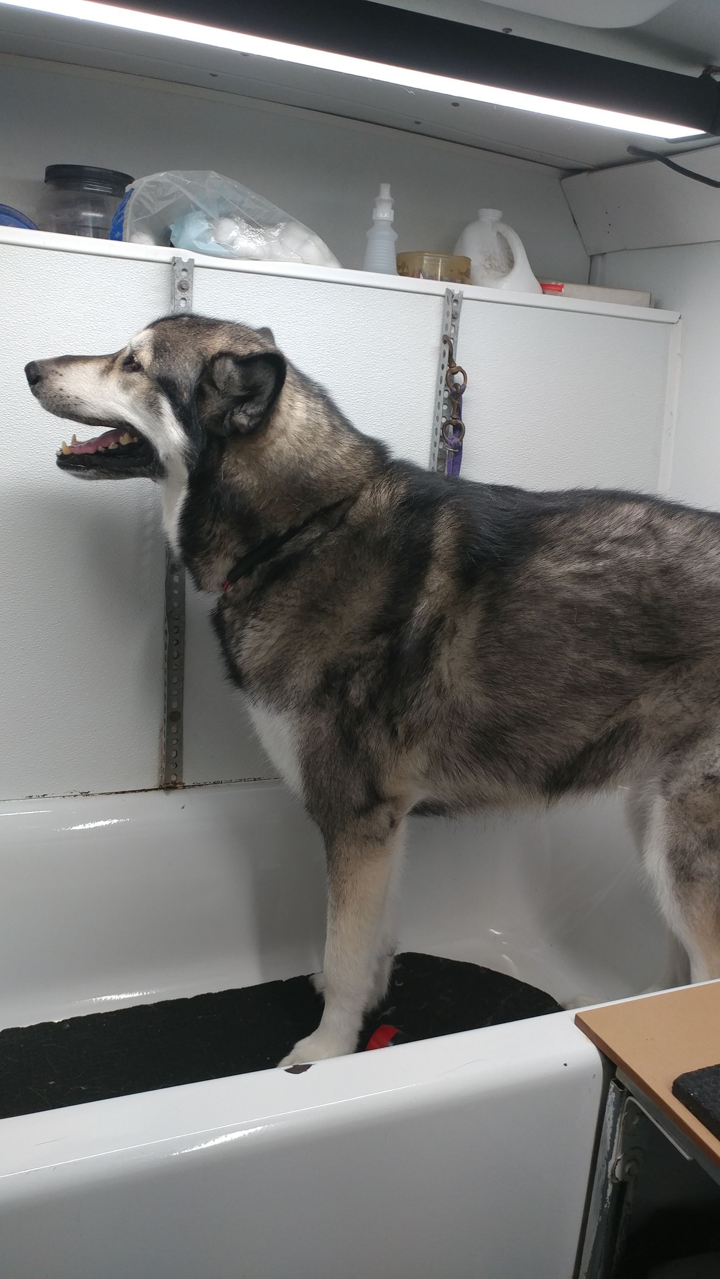 Dog standing in a white grooming tub, gray and white fur, mouth open. Inside a grooming van.