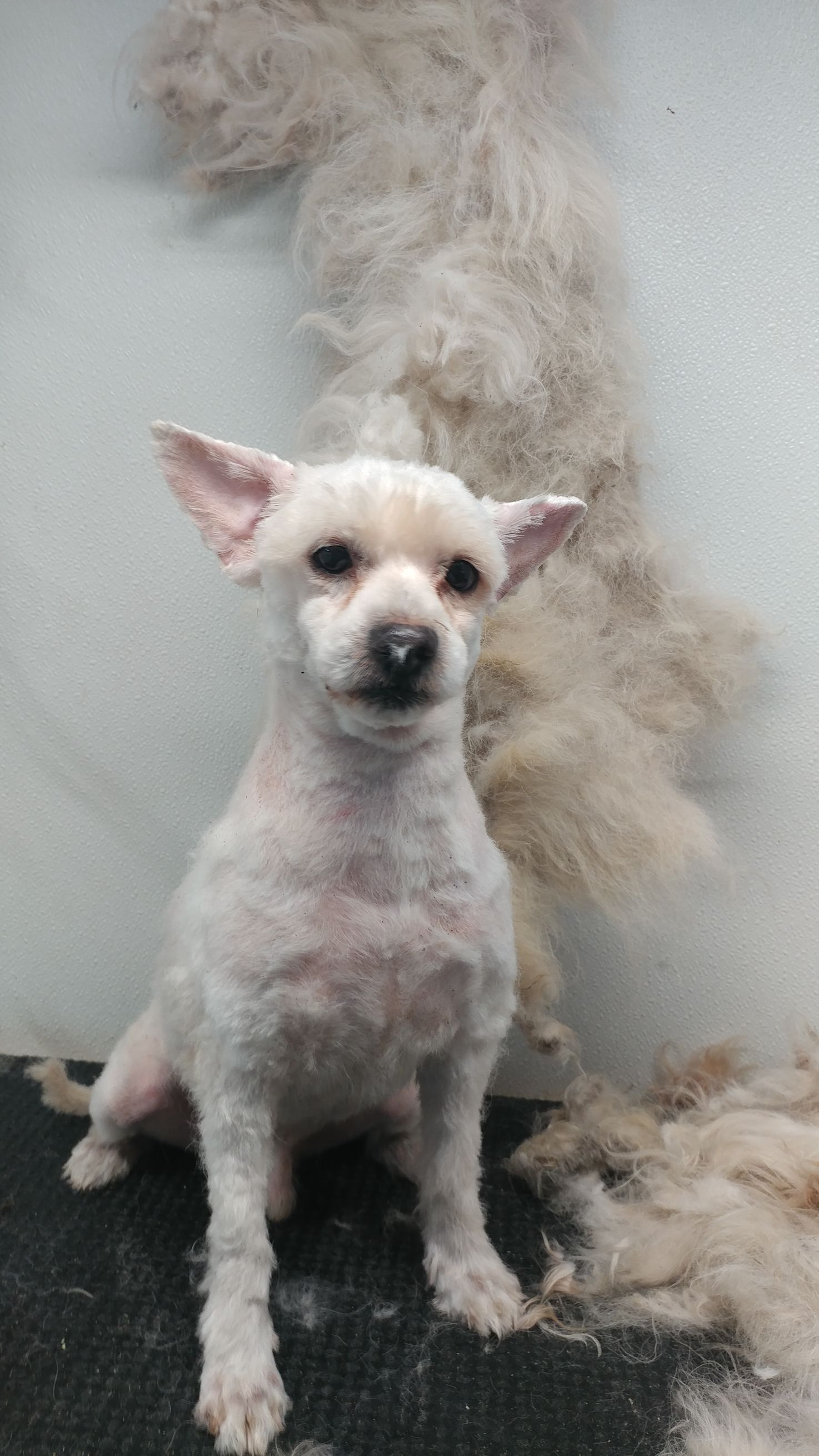 A small white dog with short fur sits after grooming, with a large pile of shed fur in the background.