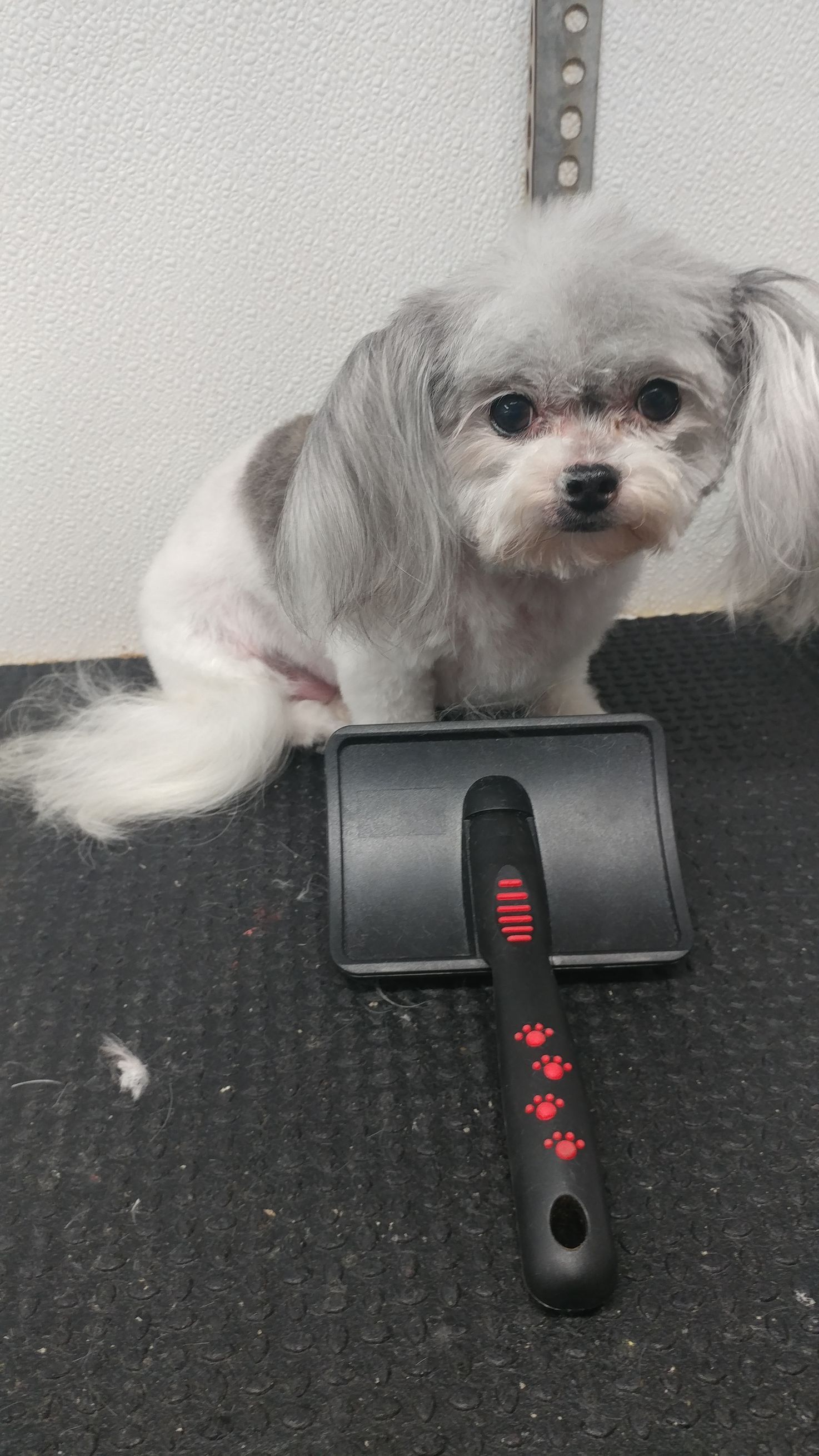 Gray and white dog sits next to a grooming brush on a black surface.