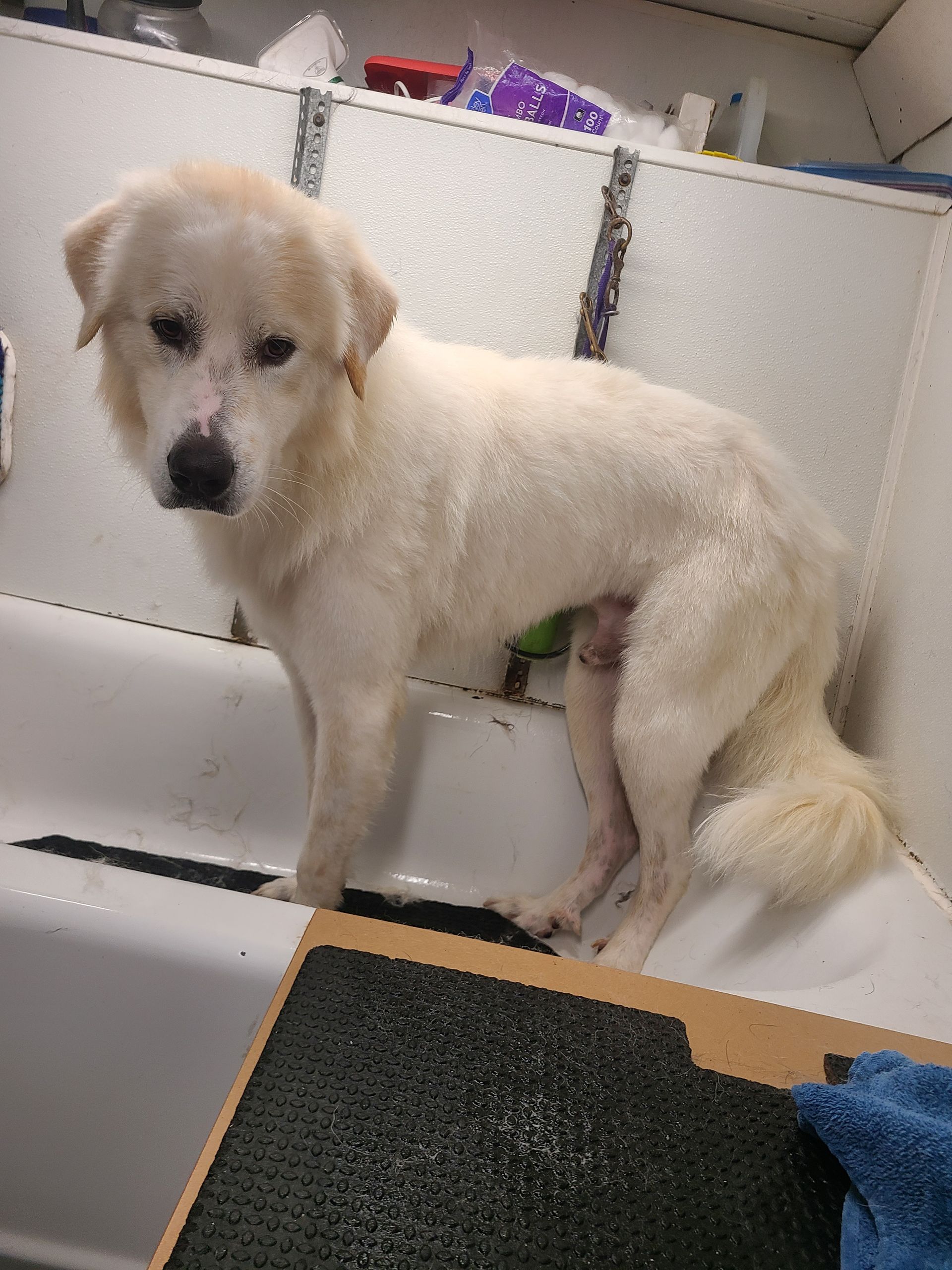 White dog in a bathtub, looking at the camera. Dog has a short haircut and is standing on a step.