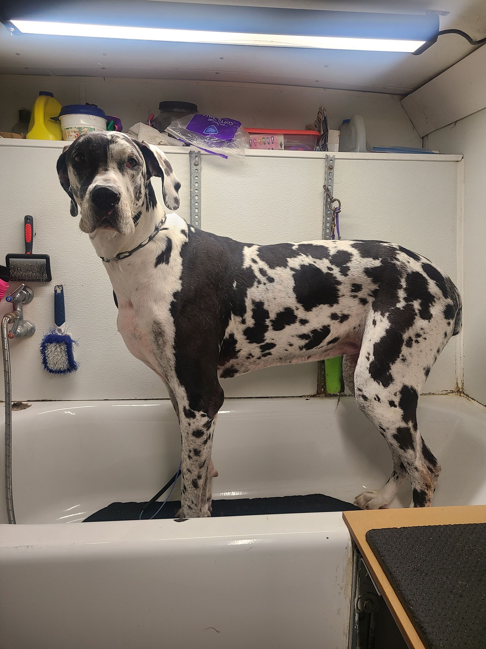 Harlequin Great Dane standing in a bathtub, wet fur, in a pet grooming setting.