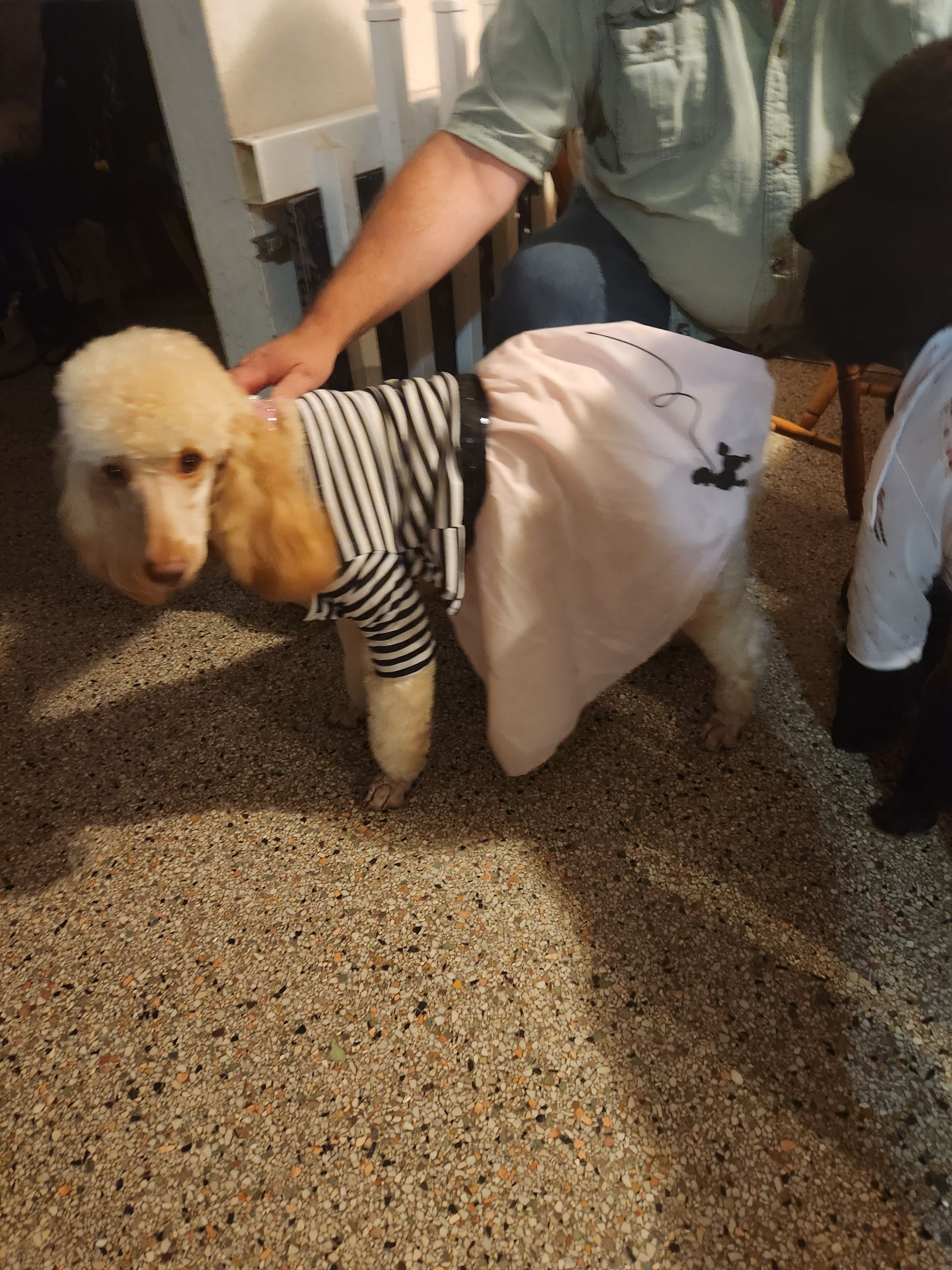 A poodle wearing a striped shirt and pink skirt; held by a person in a button-up shirt indoors.