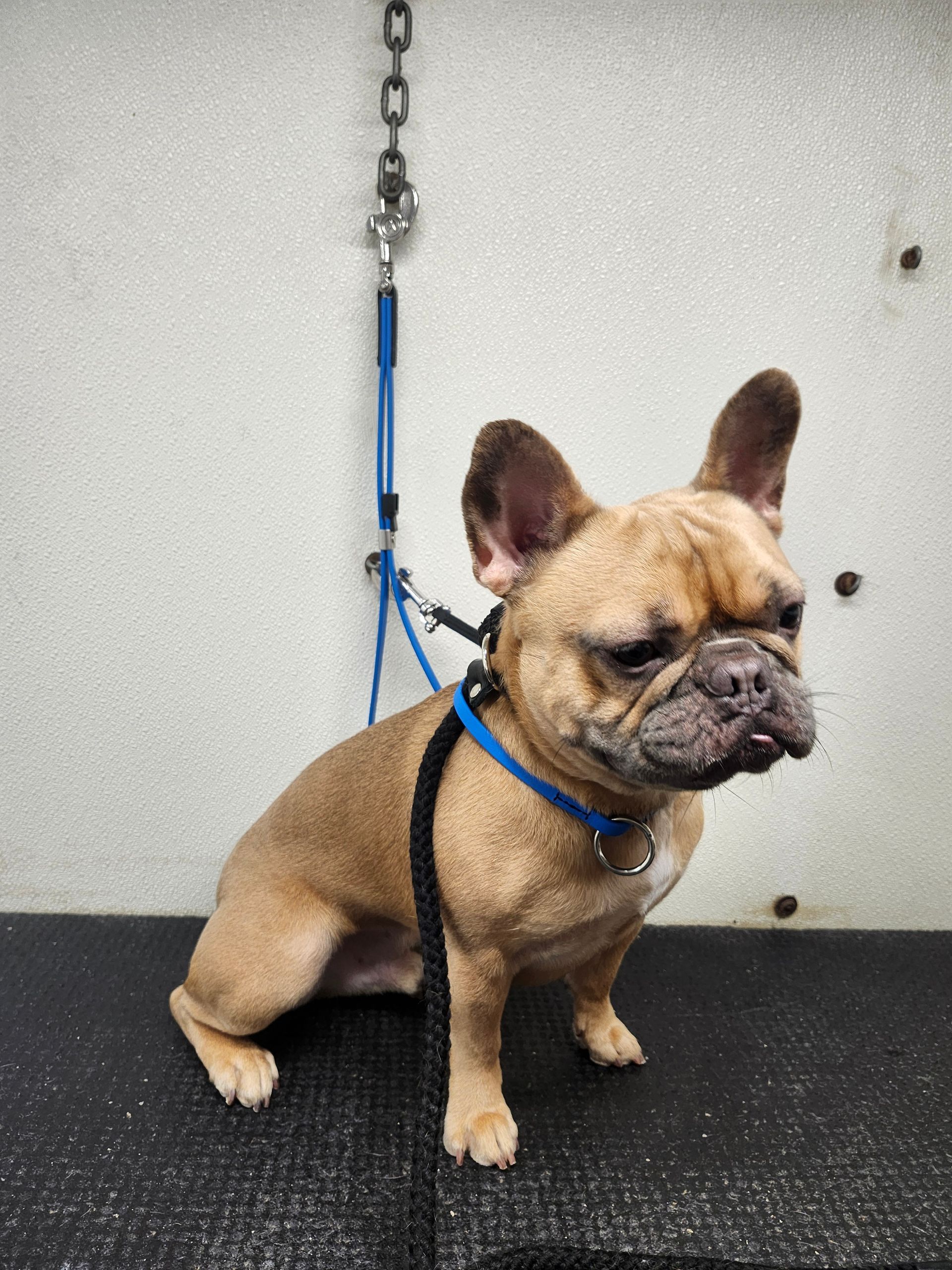 Tan French Bulldog sitting, wearing a blue harness, tethered to a chain in a grooming setting.