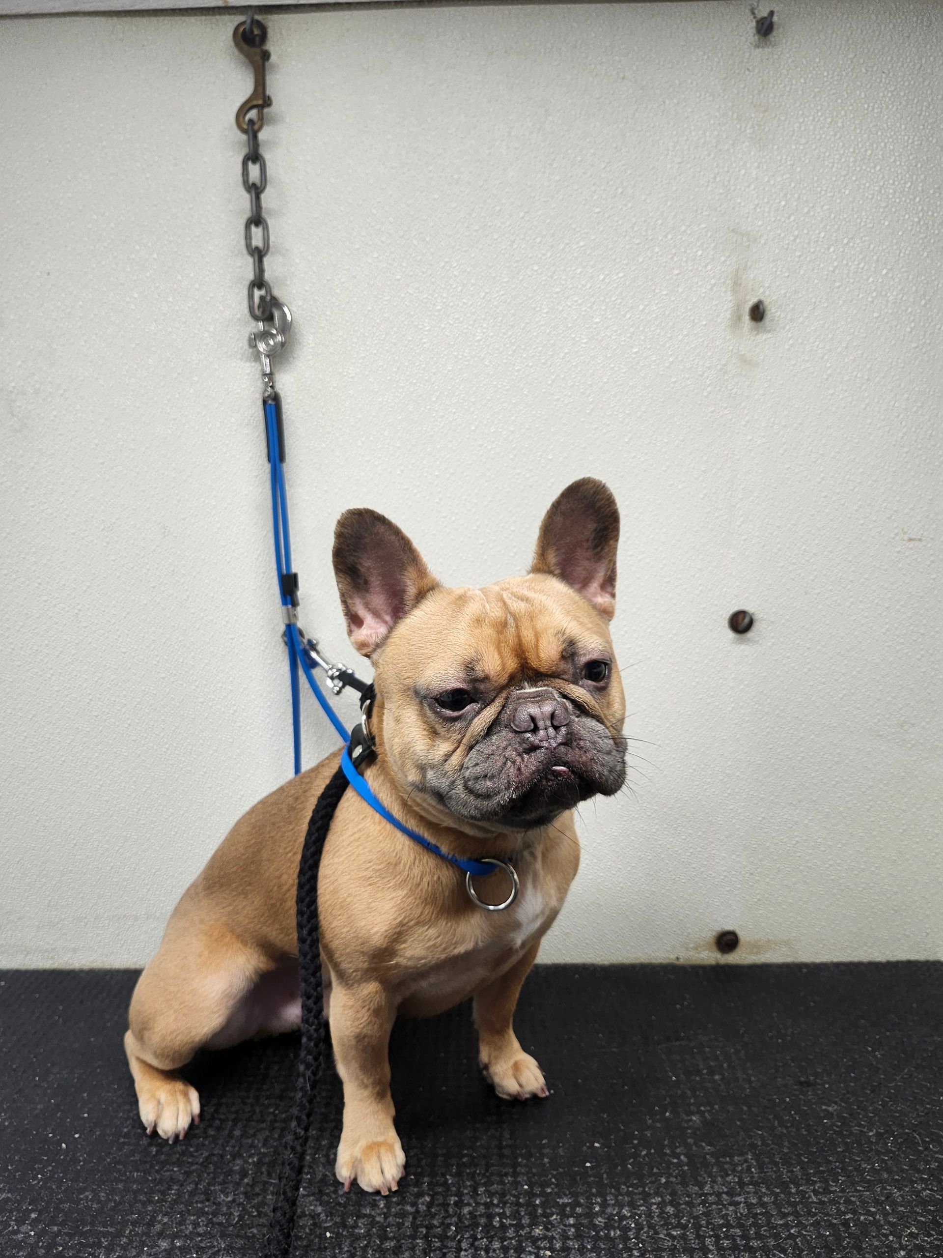French bulldog sitting, looking forward, attached to a leash. Tan fur, black muzzle, against a neutral background.