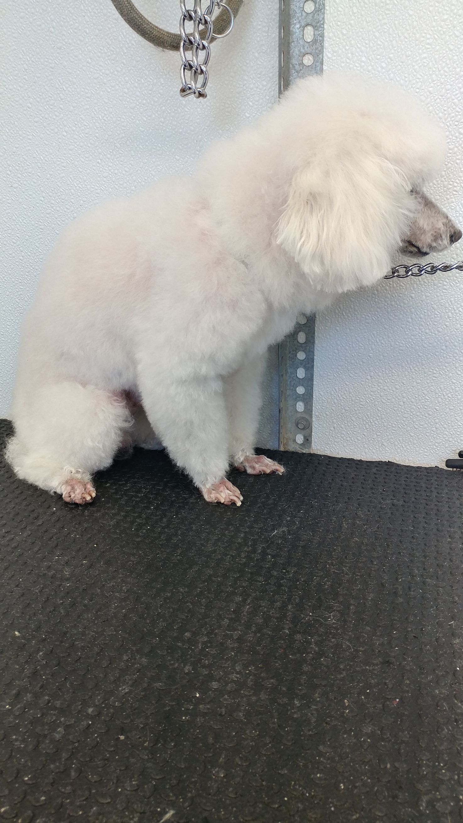 White poodle, freshly groomed, sits on a black mat, inside a grooming salon.