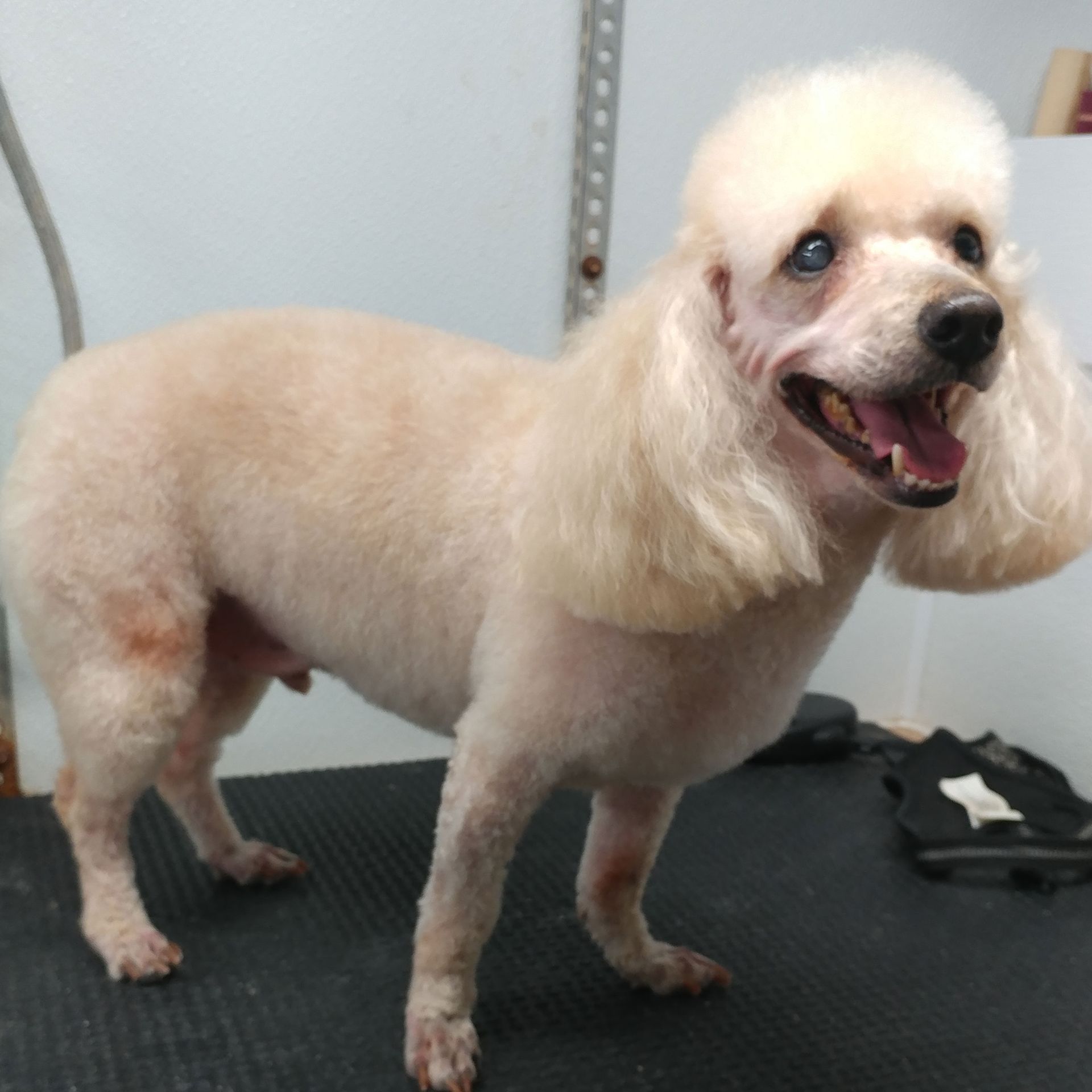 Cream-colored poodle with a poodle cut, standing on a dark surface, smiling with tongue out.