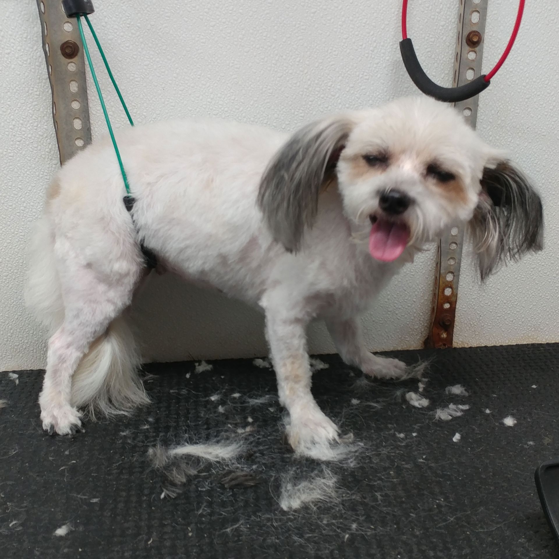 White dog with shaved body and long ears stands on a grooming table, tongue out, in a grooming shop.