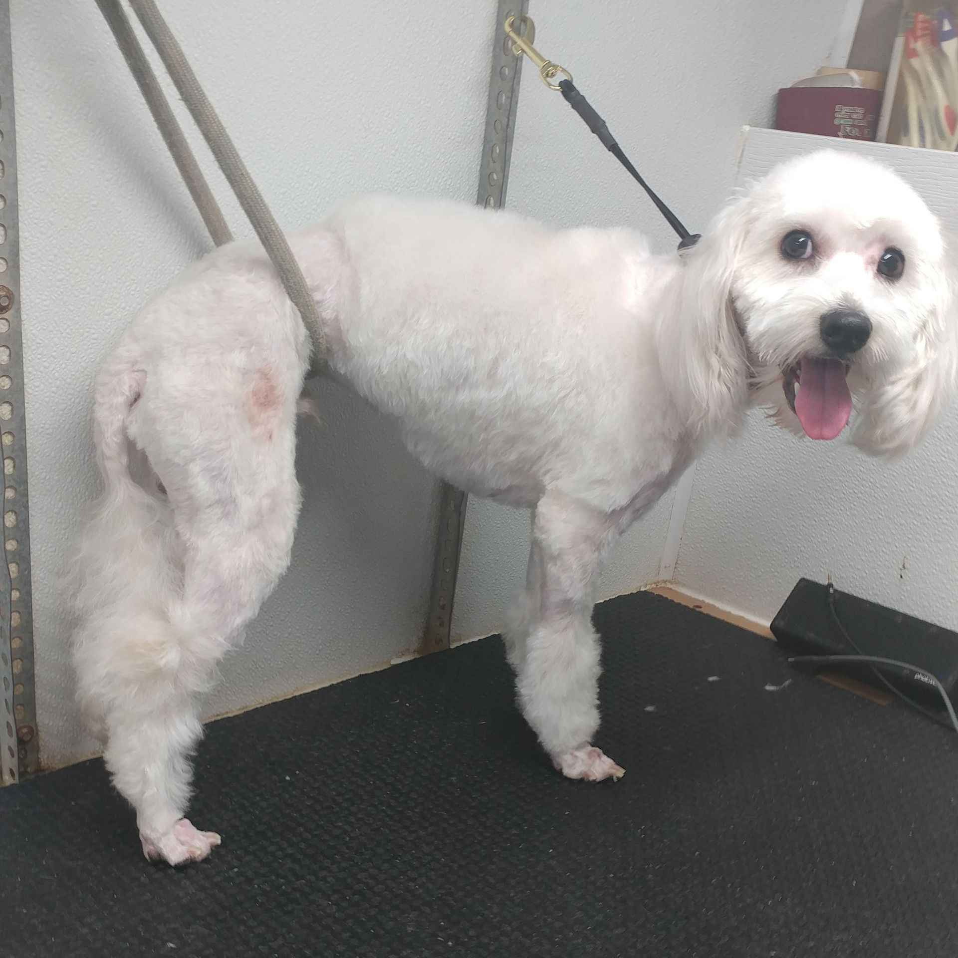 White dog, freshly groomed, stands on a black grooming table. Dog is tethered, panting, and looks happy.