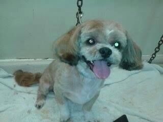 Smiling, tan-and-white dog with trimmed fur and floppy ears. Sitting on a towel; eye contact.