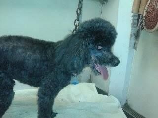 Black poodle standing on a white surface, tongue out, in a grooming setting.