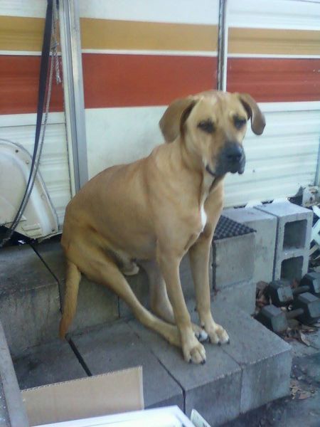 Tan dog sitting on concrete steps in front of a trailer with a serious expression.