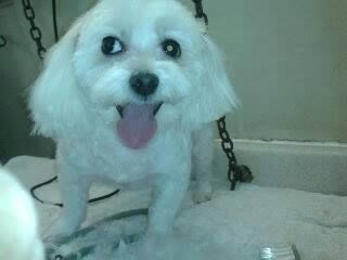 White Maltese dog with tongue out, standing on a grooming table.