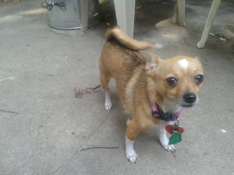 Tan chihuahua with white markings on patio, wearing a pink collar with tags, tail curled.