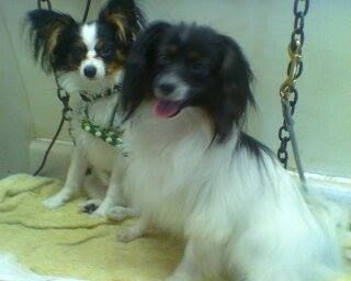 Two Papillon dogs, one black and white, the other with black and tan markings, sit together.