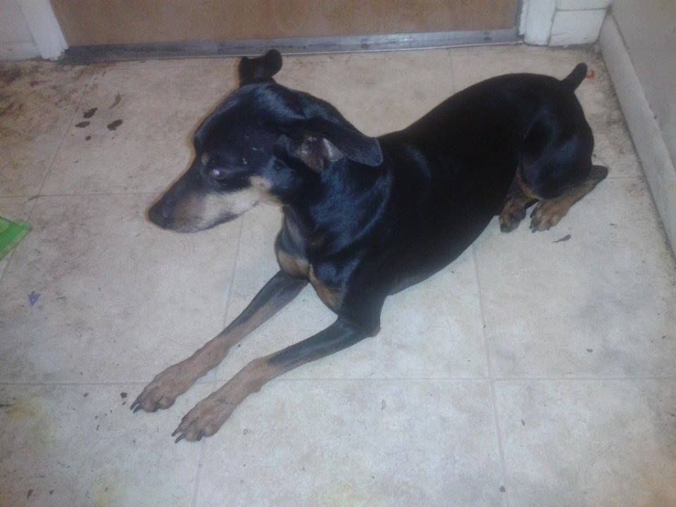 Black and tan dog resting on tiled floor, looking to the left.