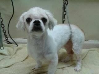 White and tan dog with short fur stands on a towel; clipped tail and legs; chain in the background.