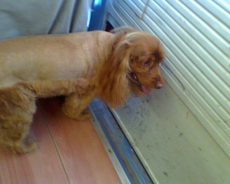 Golden Cocker Spaniel, shaved body, leans against white blinds, sad expression.