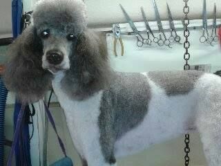 Gray and white poodle in grooming salon, with head and ears in full coat, body shaved.