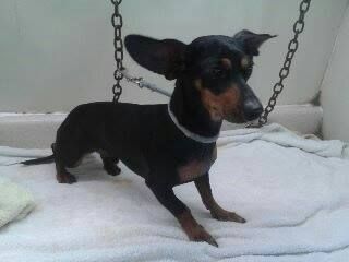 Black and tan dog with large ears, standing on a white towel, attached to a leash and chain.