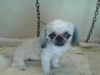 White Pekingese dog with blue-tinged ears looking toward the camera, sitting on a towel.