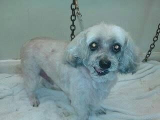 Small, gray dog with short fur stands on a white towel; chains are overhead.