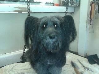 A dark gray dog with long fur, ears hanging, and a focused expression, sits on a white towel at a grooming station.