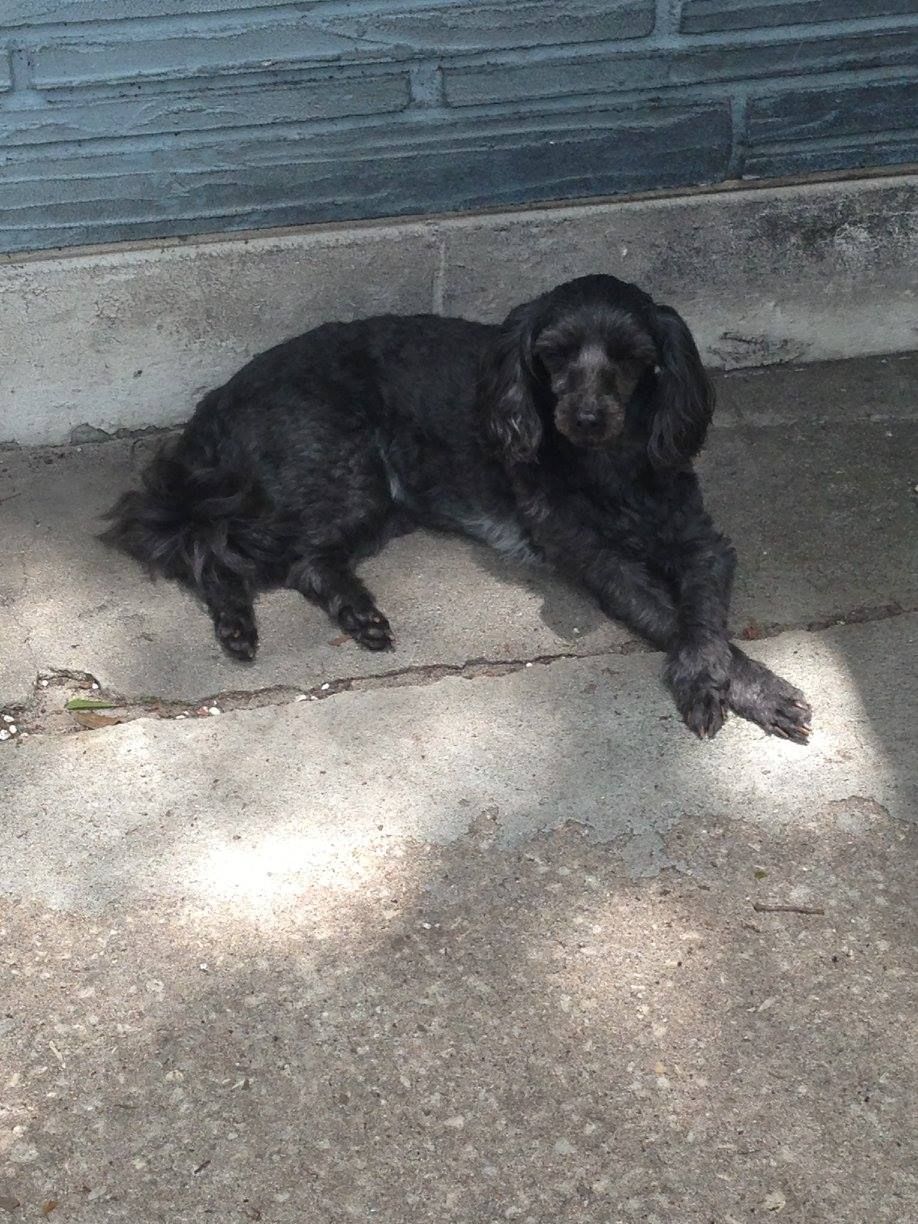 Black dog lounging on concrete next to a blue brick wall in the sunlight.