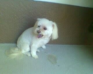 White dog with pink tongue, sitting on a concrete surface with a yellow stain beside it.