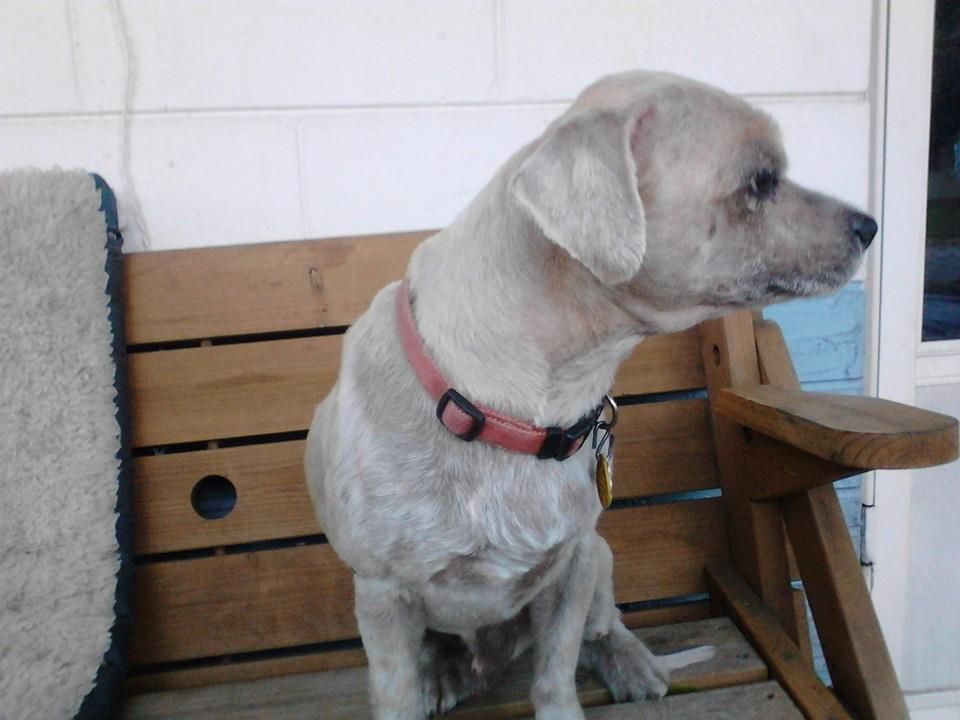 A light-colored dog sits on a wooden bench, looking to the right, wearing a pink collar.