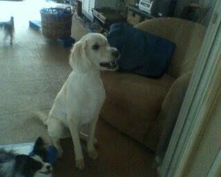 White dog sits on floor, looking toward the right, near a chair.