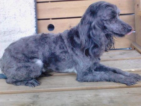 Gray dog with shaggy fur, lying on a wooden surface, tongue out.