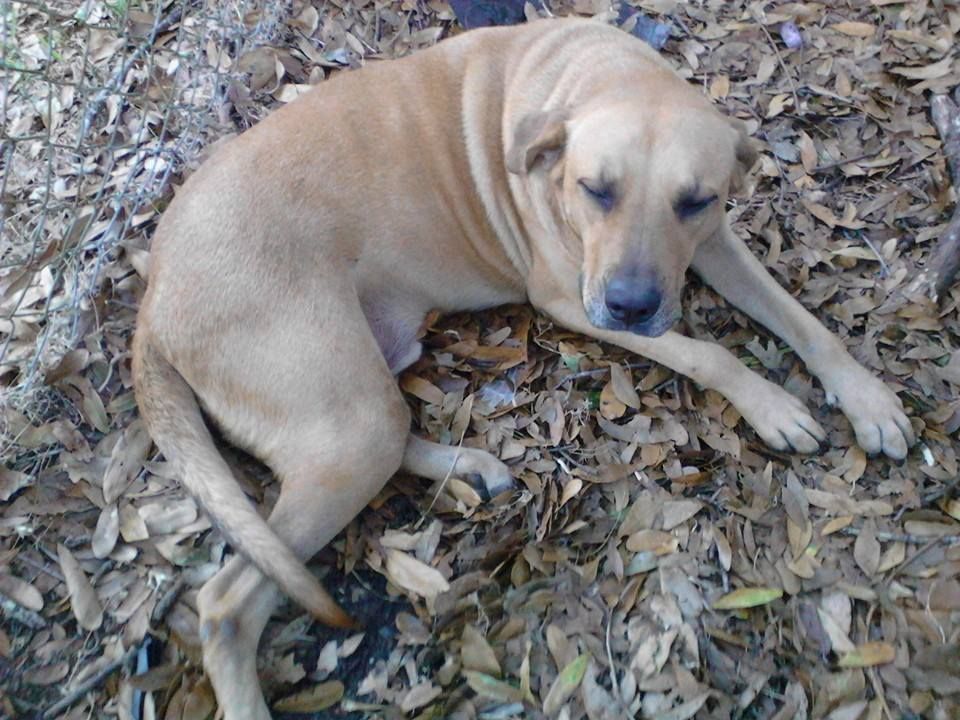 Tan dog resting on a bed of brown leaves.