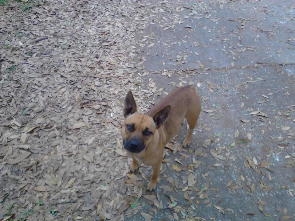 Brown dog standing on a concrete surface covered with fallen leaves, looking up.