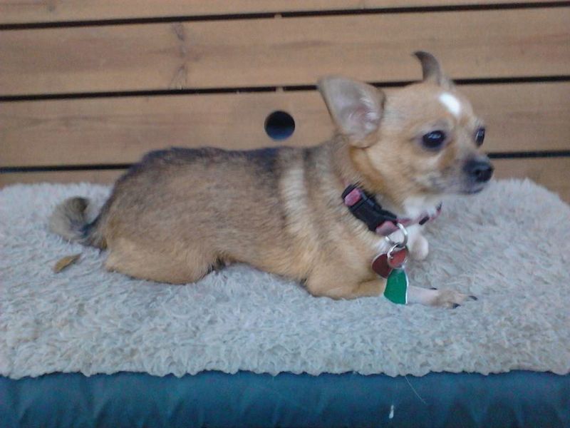 Small tan Chihuahua dog wearing a collar, lying on a fluffy bed in front of a wooden wall.