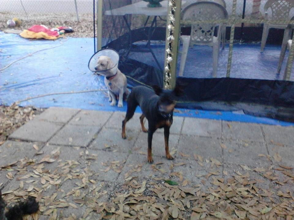 Two dogs on a patio; one wearing a cone, the other black and brown, stands in front.