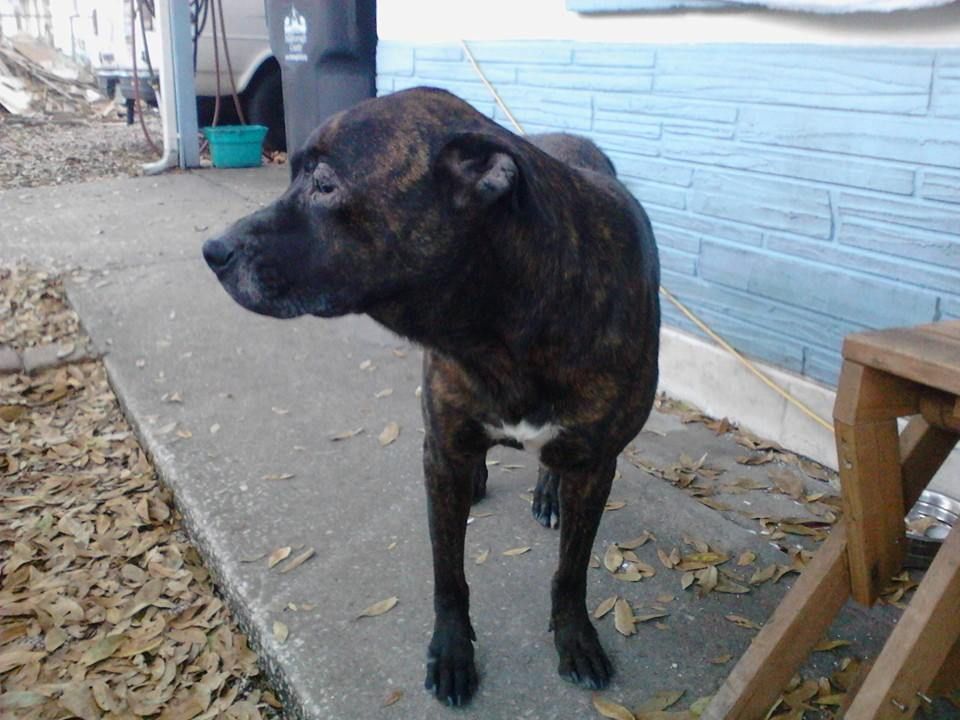 Brindle dog stands on a concrete path. Blue building in background, brown fallen leaves on ground.