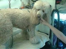 A light-colored poodle being groomed, with a person's hand on its face, inside a vehicle.