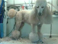 White standard poodle standing in a grooming area, trimmed in a continental clip.