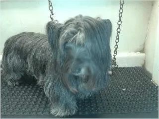 Gray Cairn Terrier standing on a textured black surface, tethered by chains.