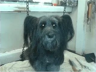 Black dog being groomed with chains, looking forward with a neutral expression.