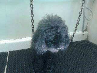 Black poodle at a grooming station, held by chains, looking down.