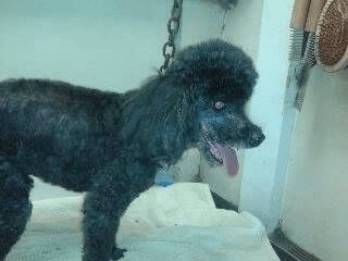 Black poodle with a freshly groomed face, sticking out its tongue. In a grooming area.